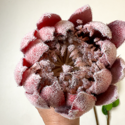 thumb_ 70cm Protea Dark Red - Real Touch Artificial Stem