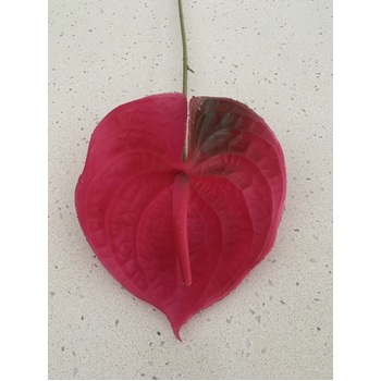 thumb_67cm - Hot Pink Anthurium Flower