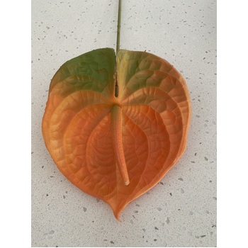thumb_67cm - Autumn Orange Anthurium Flower