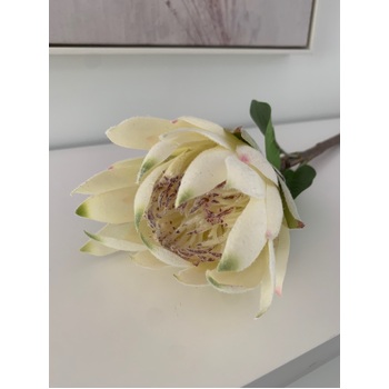 thumb_65cm White Native Protea - Large Flower