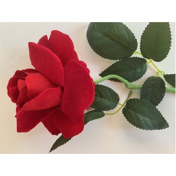 thumb_50cm - Red Velvet Single Stem Rose
