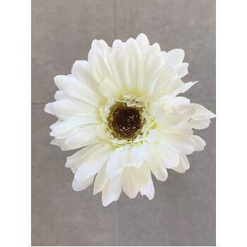 thumb_Gerbera Daisy Stem - White/Cream
