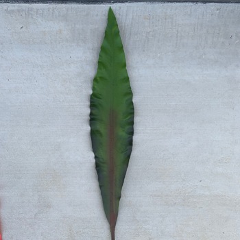 thumb_7cm Large Sword Leaf (Gymea) -  [colours: 2 Tone Green/Pink]