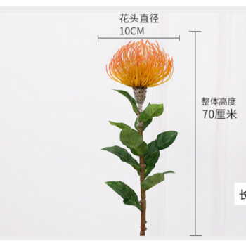 thumb_70cm Orange Native  Leucospermum (Pincushion)