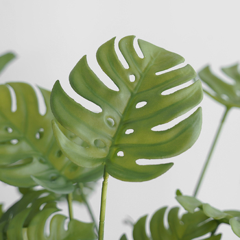 thumb_Monstera Split Leaf Plant with roots - 50cm