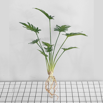 thumb_Monstera Split Leaf Finger Philo Plant with roots - 50cm
