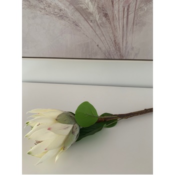 thumb_65cm White Native Protea - Large Flower