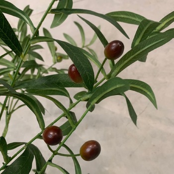 thumb_120cm Artificial Olive Tree W/ Fruit - Potted