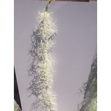 thumb_80cm Spanish Moss (Air Grass) - White