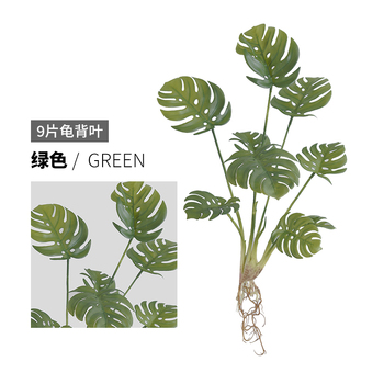 thumb_Monstera Split Leaf Plant with roots - 50cm