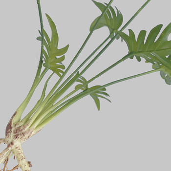 thumb_Monstera Split Leaf Finger Philo Plant with roots - 50cm