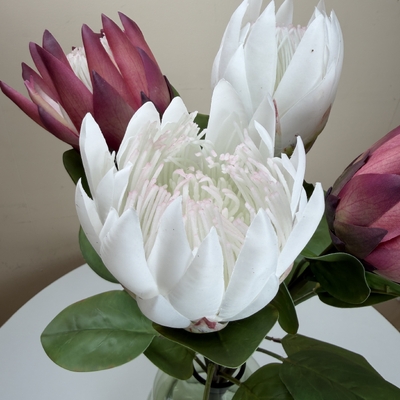 thumb_Soft Touch White Protea Flower Stem 66cm