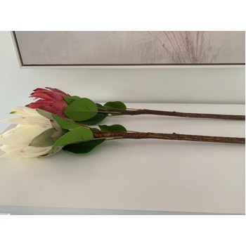 thumb_65cm White Native Protea - Large Flower