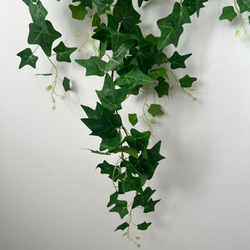 thumb_ 140cm High Quality Trailing Ivy Bush - Green
