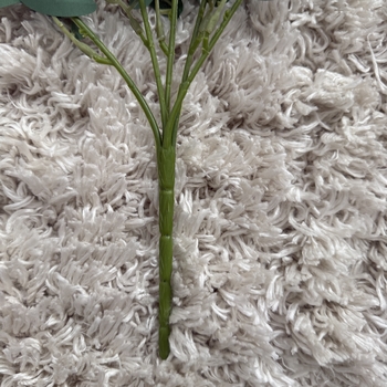 thumb_50cm Green Willow Native Eucalyptus Branch
