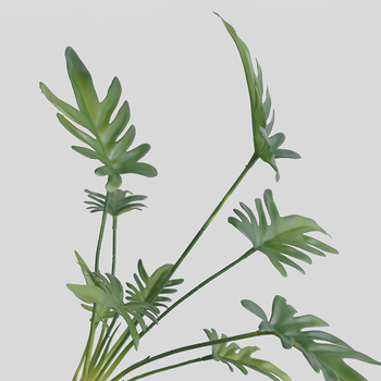 thumb_Monstera Split Leaf Finger Philo Plant with roots - 50cm