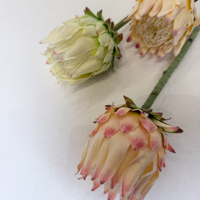 thumb_63cm Small Head Protea Ivory/Cream with Burgundy Base - Artificial Stem