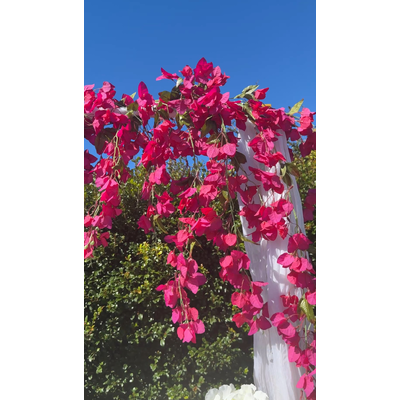 thumb_128cm - Fuchsia Trailing Bougainvillea