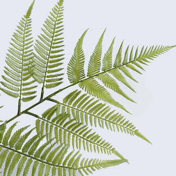 thumb_1.6m Giant Fern Branch - (Aus Post not available on this item)