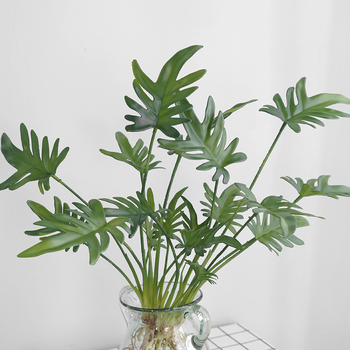thumb_Monstera Split Leaf Finger Philo Plant with roots - 50cm