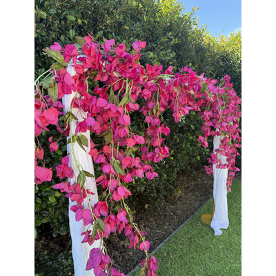 thumb_128cm - Fuchsia Trailing Bougainvillea