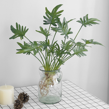 thumb_Monstera Split Leaf Finger Philo Plant with roots - 50cm