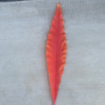 7cm Large Sword Leaf (Gymea) - 4 Colours Available [colours: Orange]