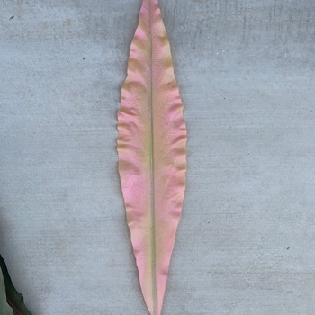 7cm Large Sword Leaf (Gymea) - 4 Colours Available [colours: Pink]