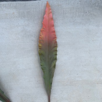 7cm Large Sword Leaf (Gymea) -  [colours: 2 Tone Green/Pink]