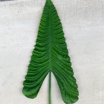 106cm Giant Calla Lily Leaf - Green