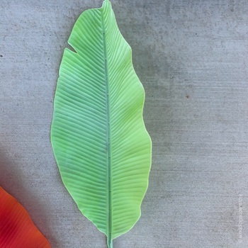 95cm Giant Bannana Leaf - Light Green