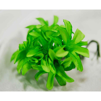 72 x Hybrid Craft Lilies - Apple Green