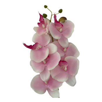 Pink Phalaenopsis Orchid 7 head - 80cm
