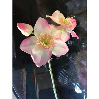 Japenese Anemone - Pink