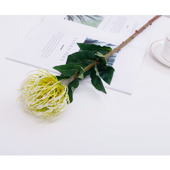 70cm White/Cream Leucospermum (Pincushion)