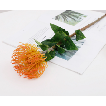 70cm Orange Native  Leucospermum (Pincushion)