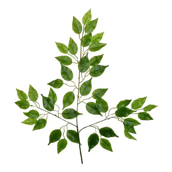 thumb_Ficus Leaf Branch