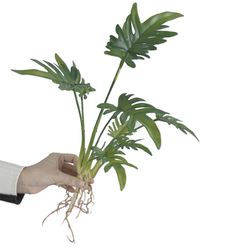 Monstera Split Leaf Finger Philo Plant with roots - 50cm