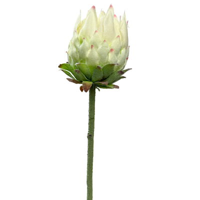 63cm Small Head Protea Green/White Artificial Stem