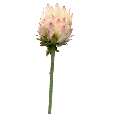 63cm Small Head Protea Ivory/Cream with Green Base - Artificial Stem