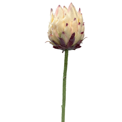 63cm Small Head Protea Ivory/Cream with Burgundy Base - Artificial Stem
