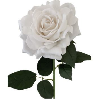 13cm Diameter -  White Velvet Single Stem Rose - 75cm Tall
