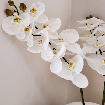 White Phalaenopsis Orchid Stem - 9 Head – 98cm