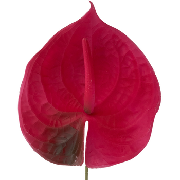 67cm - Hot Pink Anthurium Flower