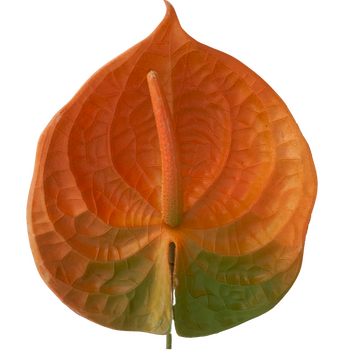 67cm - Autumn Orange Anthurium Flower