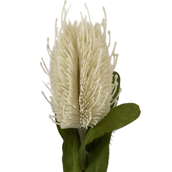 65cm White Banksia Australian Native 