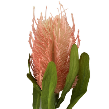 65cm Pink Banksia Australian Native