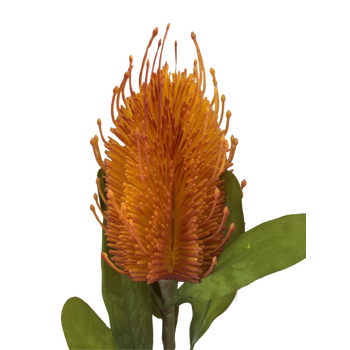 65cm Orange Banksia Australian Native