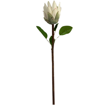 65cm White Native Protea - Large Flower