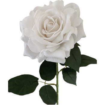 thumb_75cm - 13cm Diameter White Velvet Rose Stem